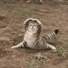 Gatitos bonitos 💗 30