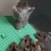 Más Animalitos!  🙊🐕 12