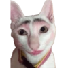 Cat meme / kucing  16