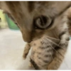 MEME KUCING 21
