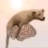 Perro Cerebral