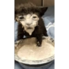  cat 10