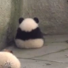 Panda de Costas