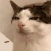 GATINHOS MEMSS 5