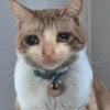 🙀 GATITOS MOODS 😽 13 😢😿