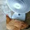 QUE CALOR É ESSE? 🥵 10