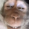 🐒🌴🐵 बंदर 🐵🌴🐒 14