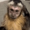 🐵 Очень милые обезьянки 🐒✨🐒 10