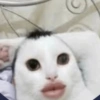 😼🫐 TikTok Cats 🫐😼 18
