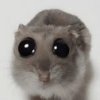 Big-Eyed Animal