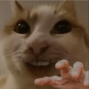 Cat Reaction 17