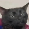 GATINHOS PROTAGONISTAS 🐈 10