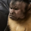 🐒🌴🐵 बंदर 🐵🌴🐒 12