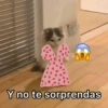 Gatitos 8