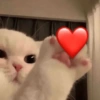 GATINHOS FOFOS 🐈 5