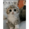 Gatinho de Terno 5