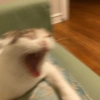 ❣️🐱Michito reacciones🐱❣️ 14
