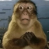 Macacos 2🙉 7