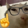🐈‍⬛🐱🧶 GATOS | CATS 5 🧶🐱🐈‍⬛ 28