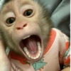 🐵 Очень милые обезьянки 🐒✨🐒 7