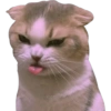 Funny pets 6