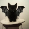 Cats on Halloween 13 🦇🐱