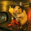 Hamsters Fofinhos 🐹 22