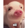 ANIMALzinhos 7