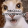 Kucing sigma 8