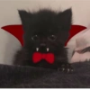 Cats on Halloween 6 🐱🦇🎃