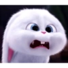 Kelinci Imut 5