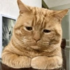 Kucing Oren imoet  8