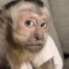 🐒🌴🐵 बंदर 🐵🌴🐒 19