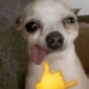 Thumbs Up Dog