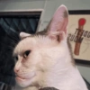 Gato Crítico
