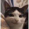 Gatos 5