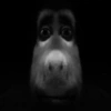Burro do Shrek 24