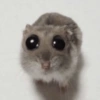 Hamsters Fofinhos 🐹 5