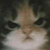Angry Kitty