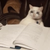Studious Cat