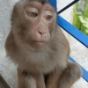 🐵 Очень милые обезьянки 🐒✨🐒 8