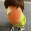 Animais  13
