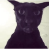  cat 9
