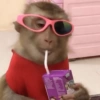 🐵 Очень милые обезьянки 🐒✨🐒 15