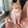 Gatos 10