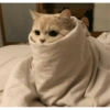 Más Gatitos 5