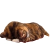 Meme kucing tikus anjing  11
