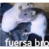 Memes para contestar 5 8