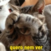 Gatinhos  10
