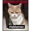 Gatitos random 20